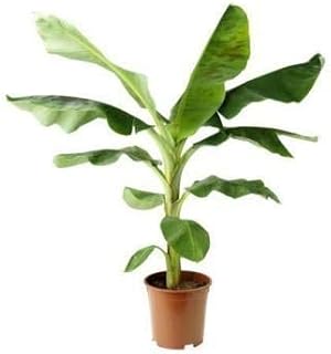 Live G9 Banana Plant – High Yield Banana Tree for Home & Farm | Fast Growing, Disease Resistant, Organic Hybrid Variety | Easy Plantation & Care - Image 1