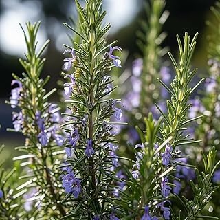 Rosemary Live Plant Pack Of 1 Herbs and Medicine Plant for Home and Garden Organic Plant for Foods & Hair Herb Plant with 3 Inch Pot - Image 1
