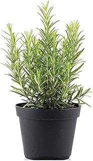 Live Live Rosemary Plant Herbs and Medicine Plant for Home and Garden Organic Plant for Foods & Hair Herb Plant with Pot - Image 1