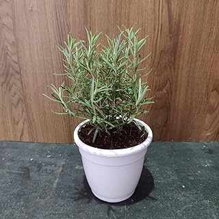 Bhajanlal Greenery Live Rosemary Plant Herbs and Medicine Plant for Home and Garden Organic Herb Plant for Foods & Hair with Pot - Image 1
