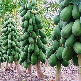 Live Papaya Fruit Plant ? Pack of 1 | Fast-Growing Tropical Fruit Tree | Organic, Non-GMO | Ideal for Home Garden, Balcony, Terrace or Farm | Easy to Grow Papaya Sapling - Image 1